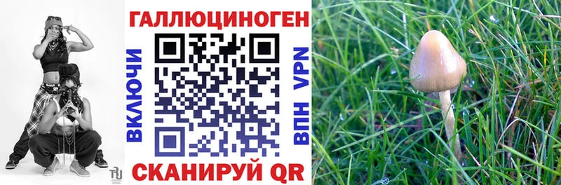 где можно купить   Азов  Галлюциногенные грибы GOLDEN TEACHER 